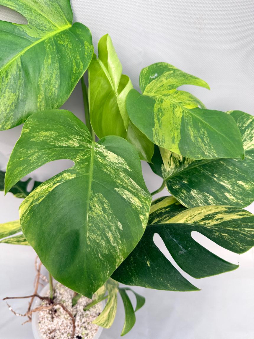 Monstera variegata aurea