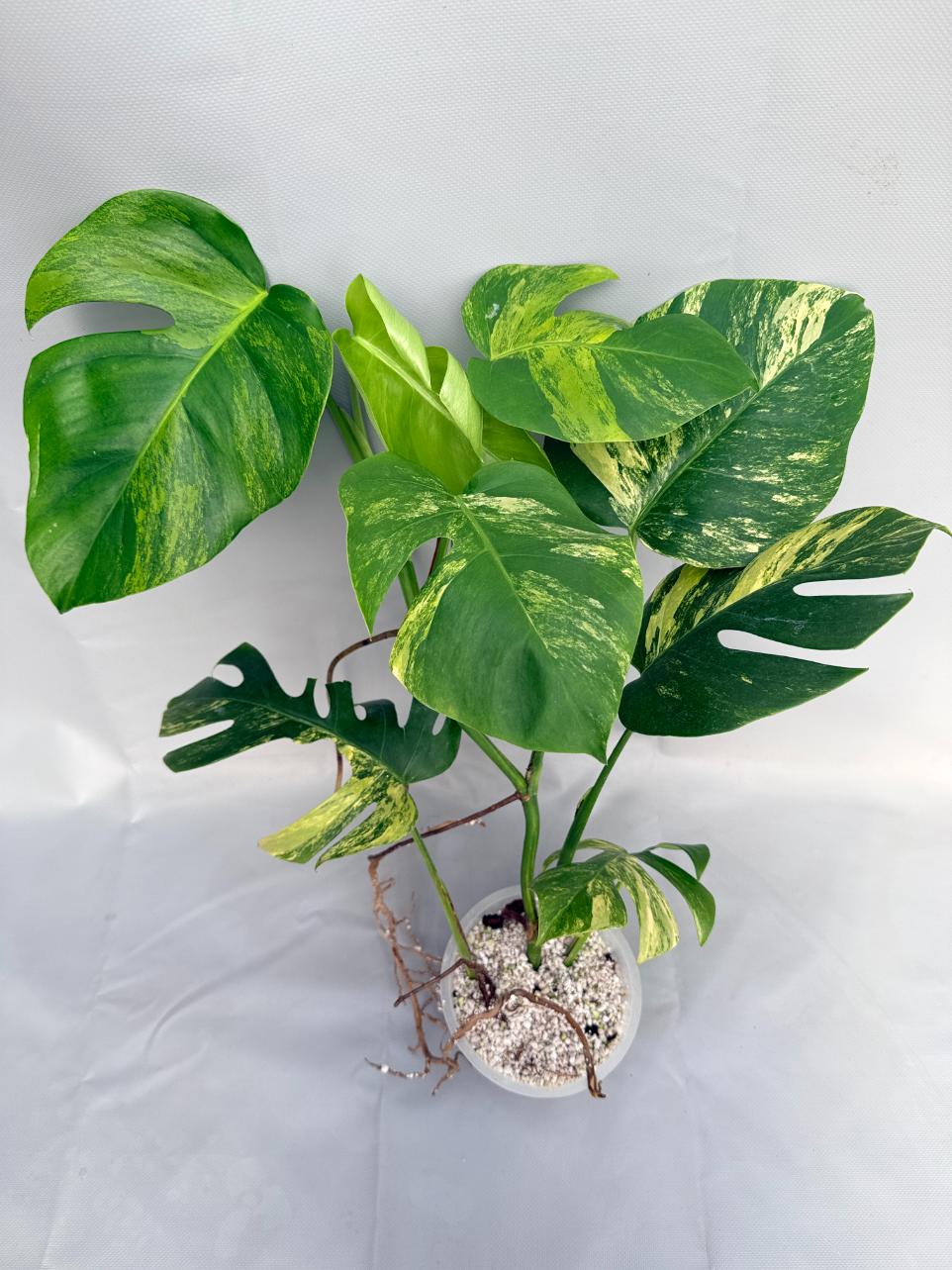 Monstera Variegata Aurea 01