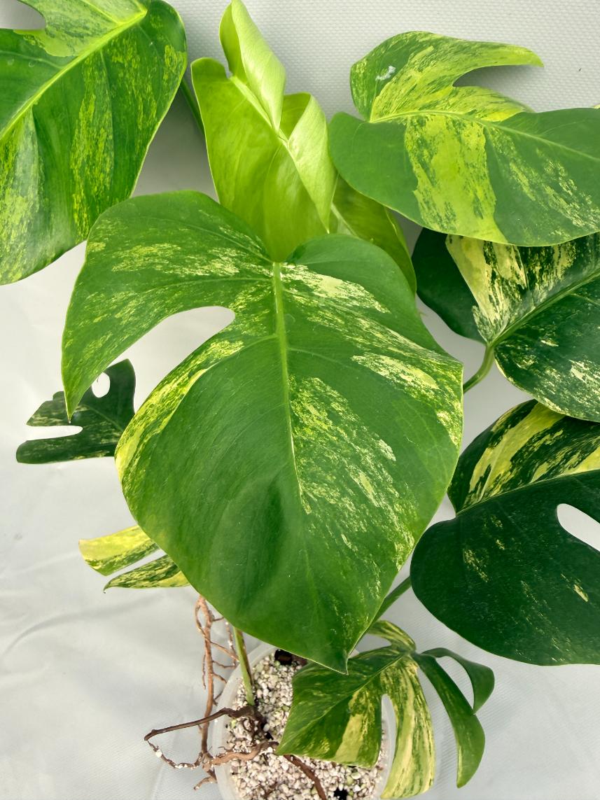 Monstera Variegata Aurea 02