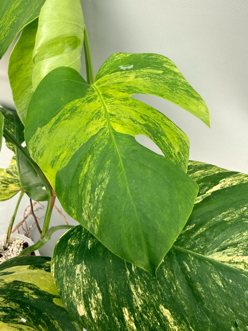 Monstera Variegata Aurea 03