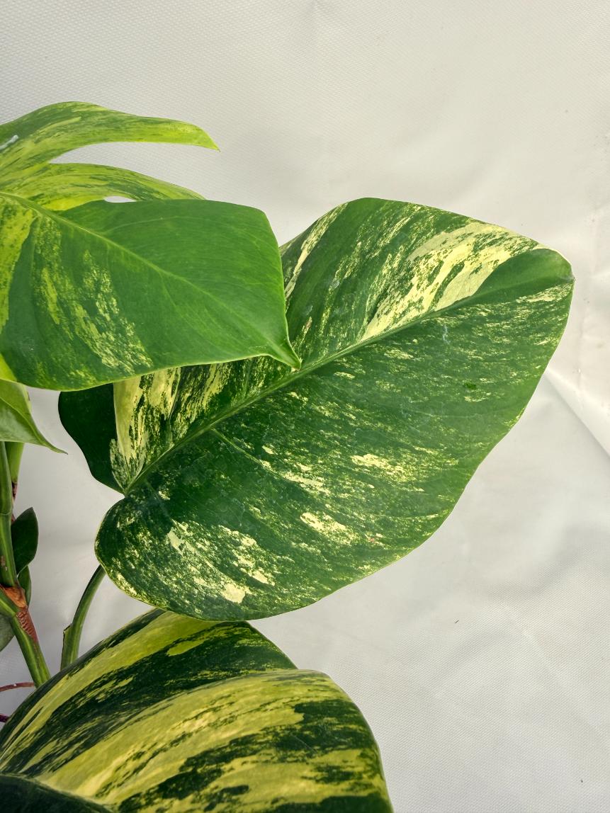 Monstera Variegata Aurea 04