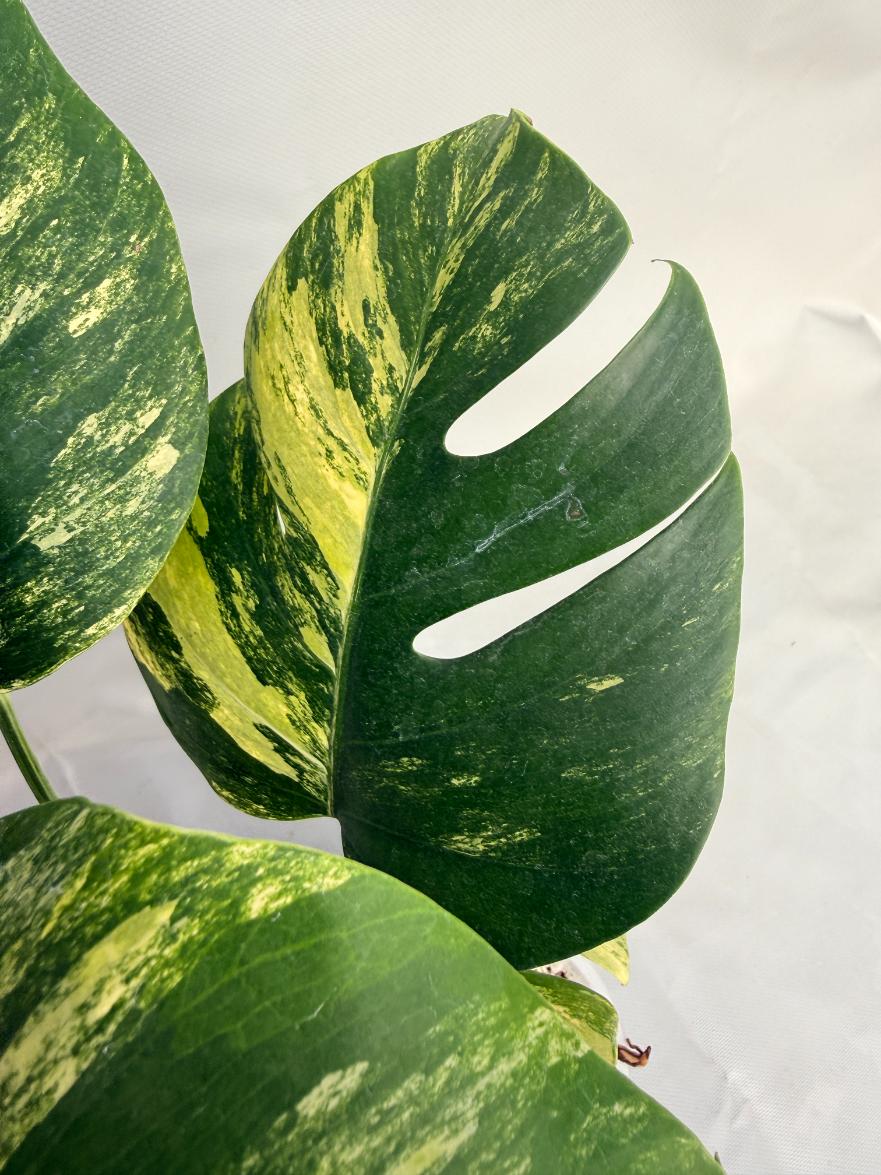 Monstera Variegata Aurea 05