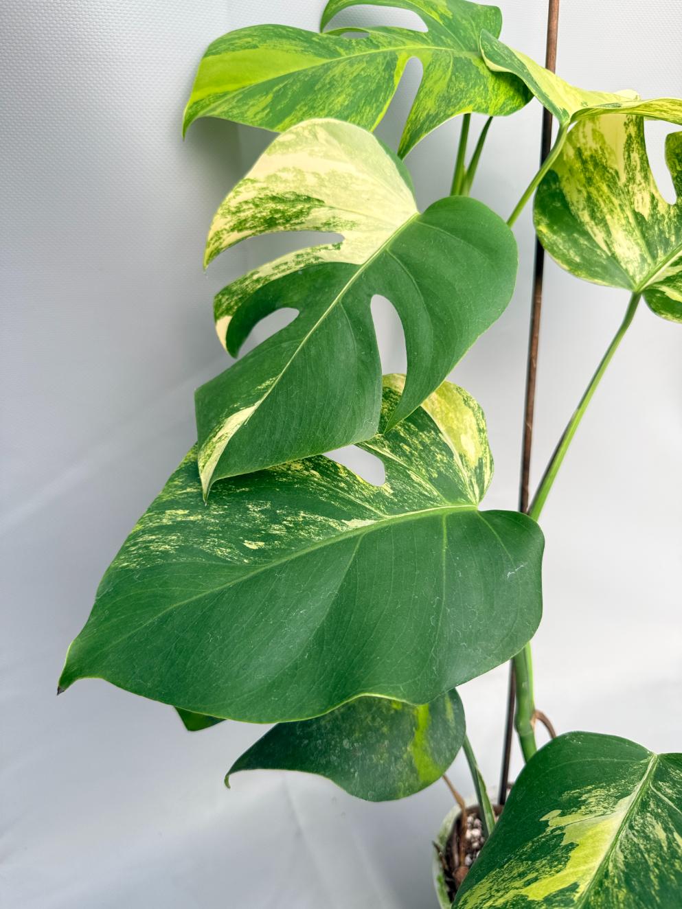 Monstera Variegata Aurea XL 06