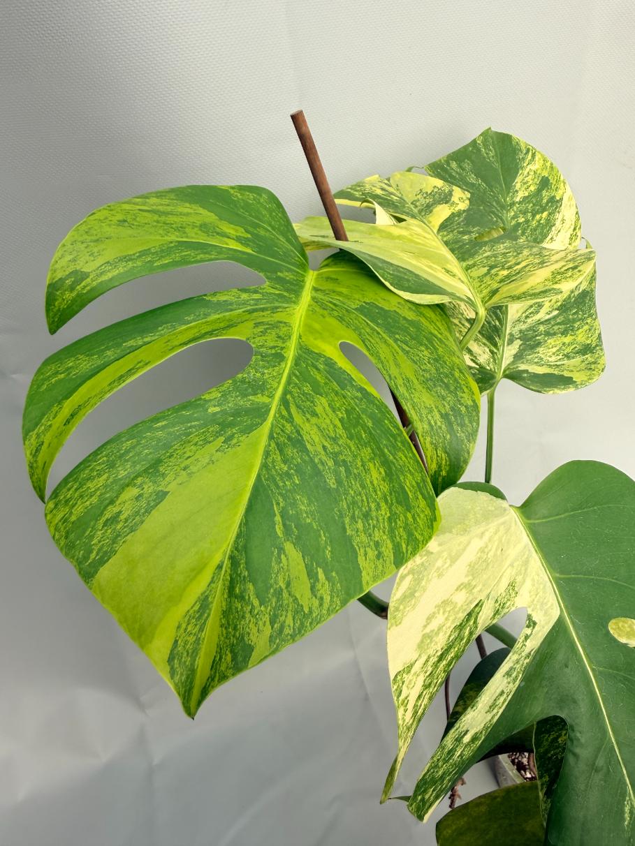 Monstera Variegata Aurea XL 07