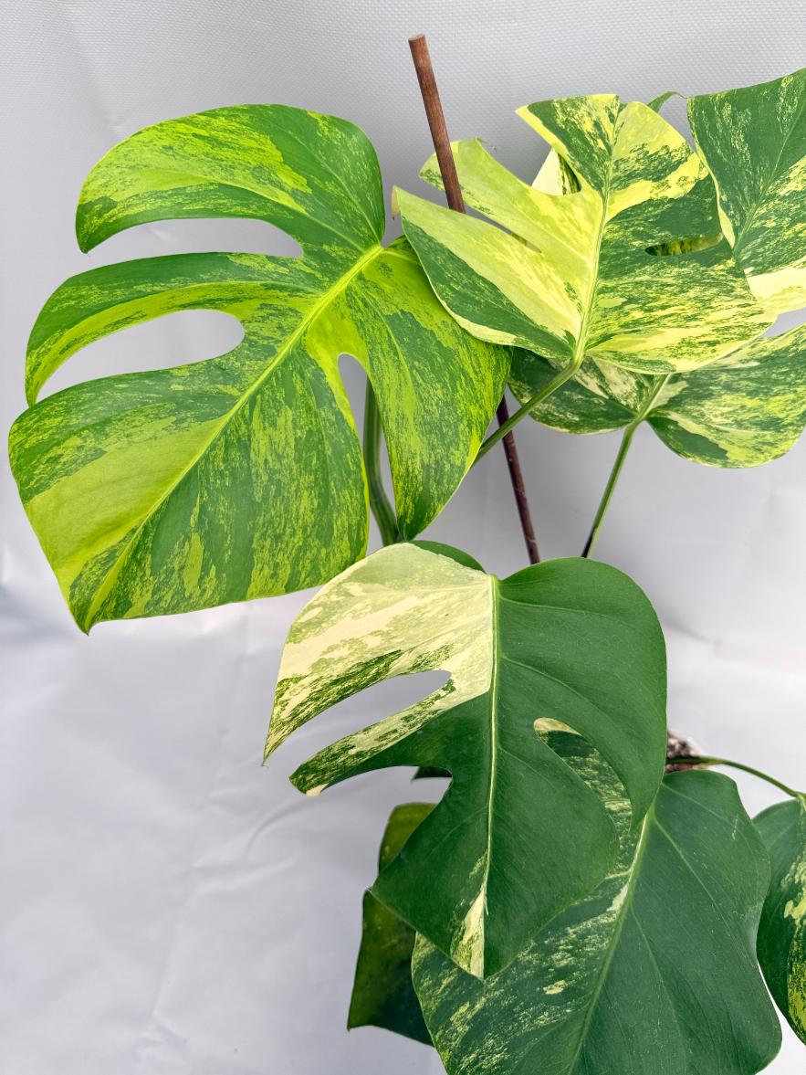 Monstera Variegata Aurea XL 08
