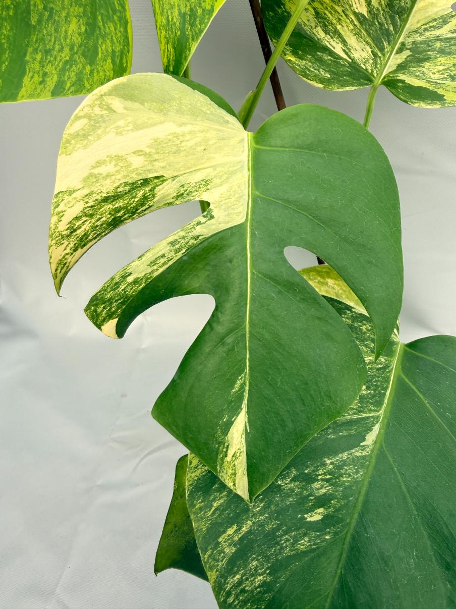 Monstera Variegata Aurea XL 09