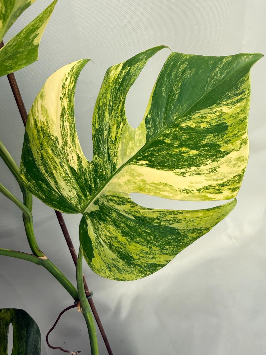 Monstera Variegata Aurea XL 02