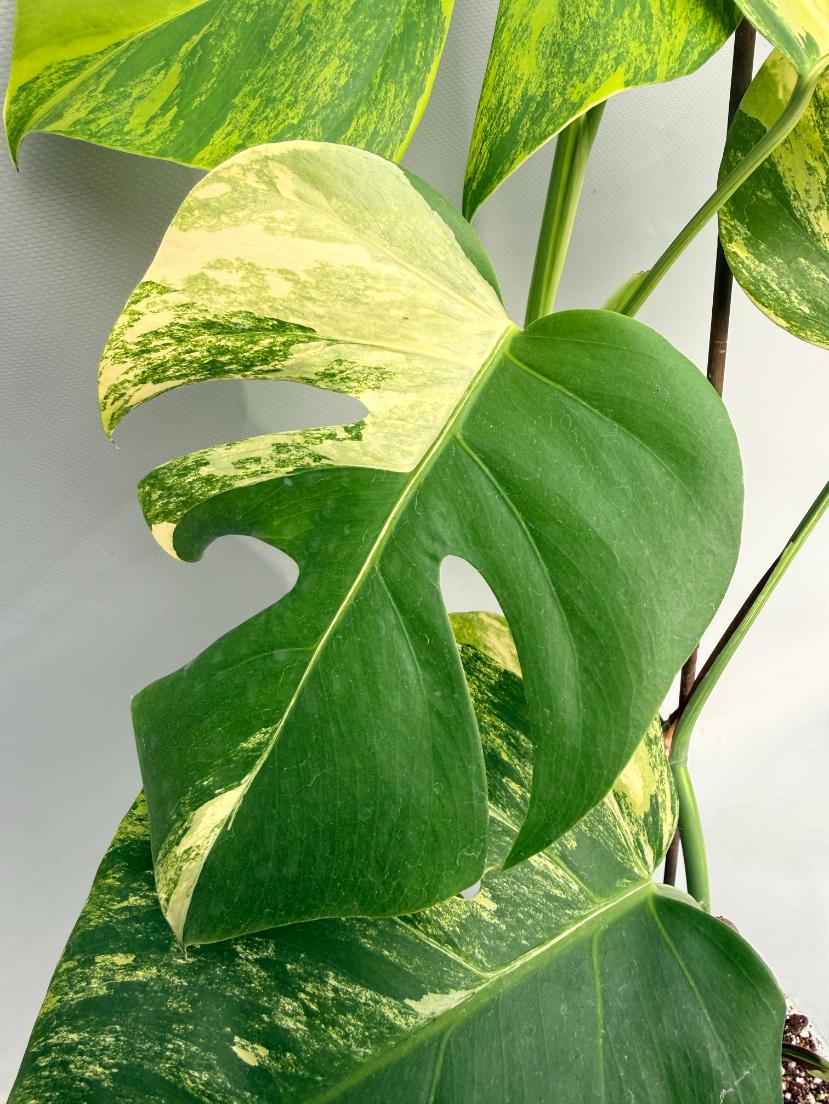 Monstera Variegata Aurea XL 03