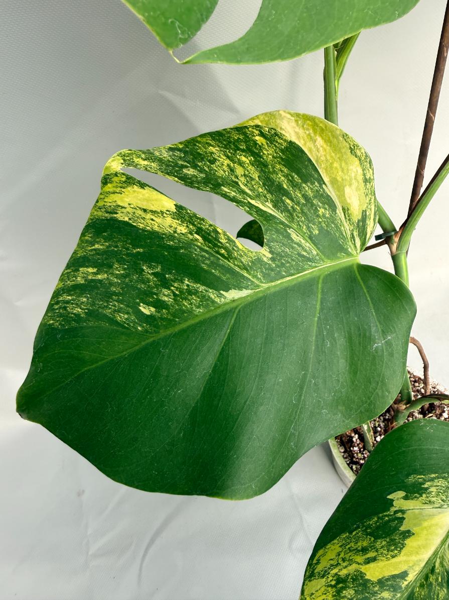 Monstera Variegata Aurea XL 04 