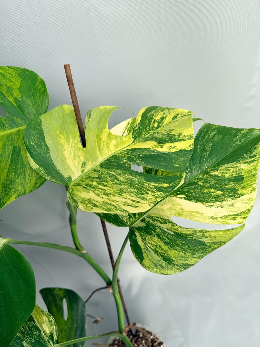 Monstera Variegata Aurea XL 05