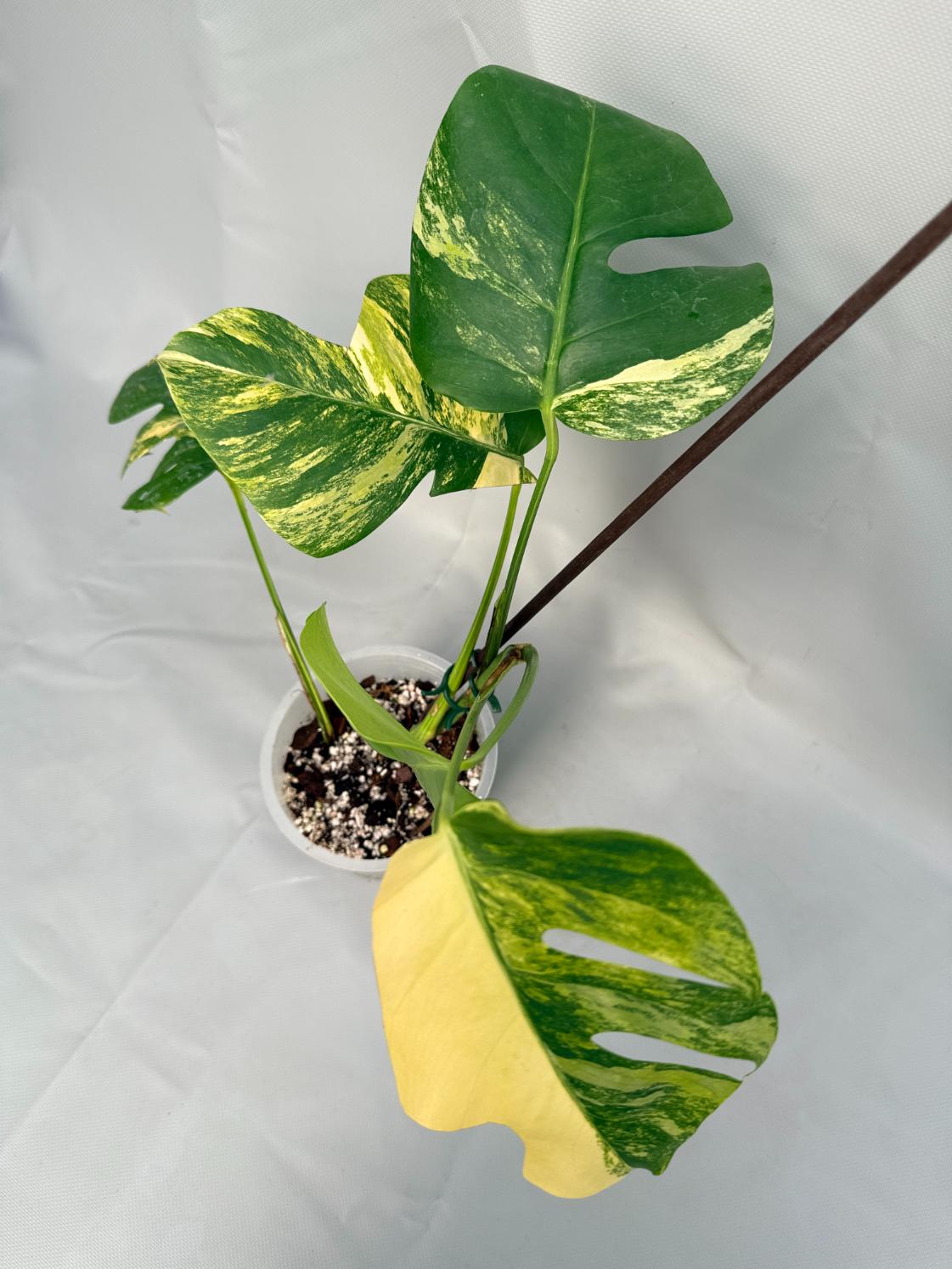Monstera Variegata Aurea 07