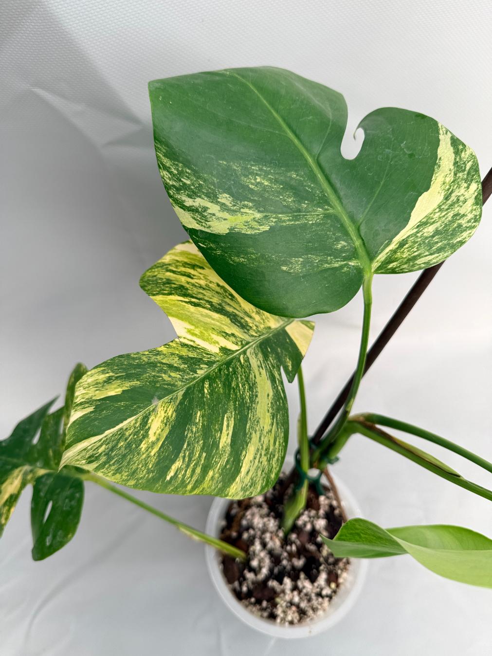Monstera Variegata Aurea 08