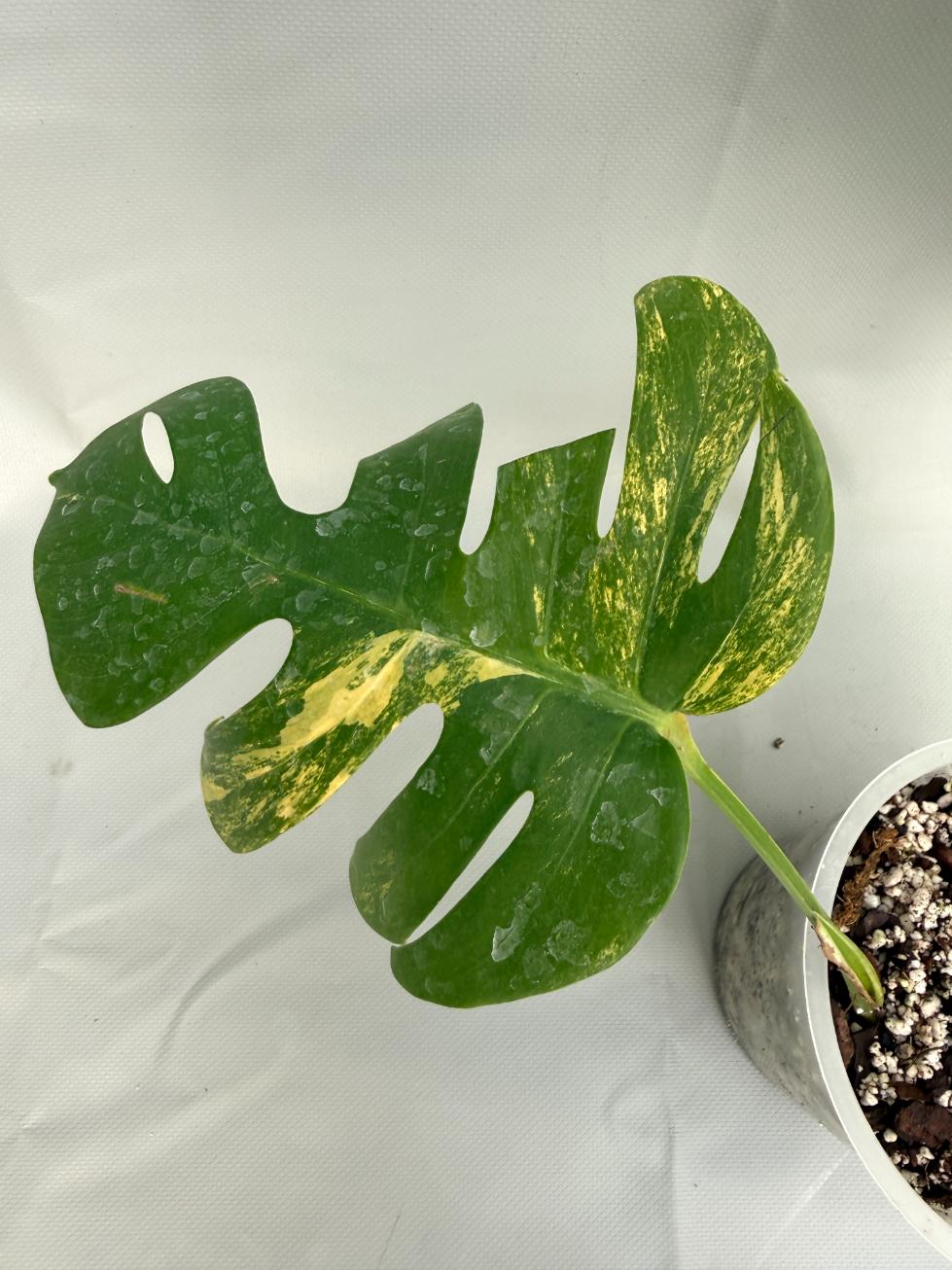 Monstera Variegata Aurea 09