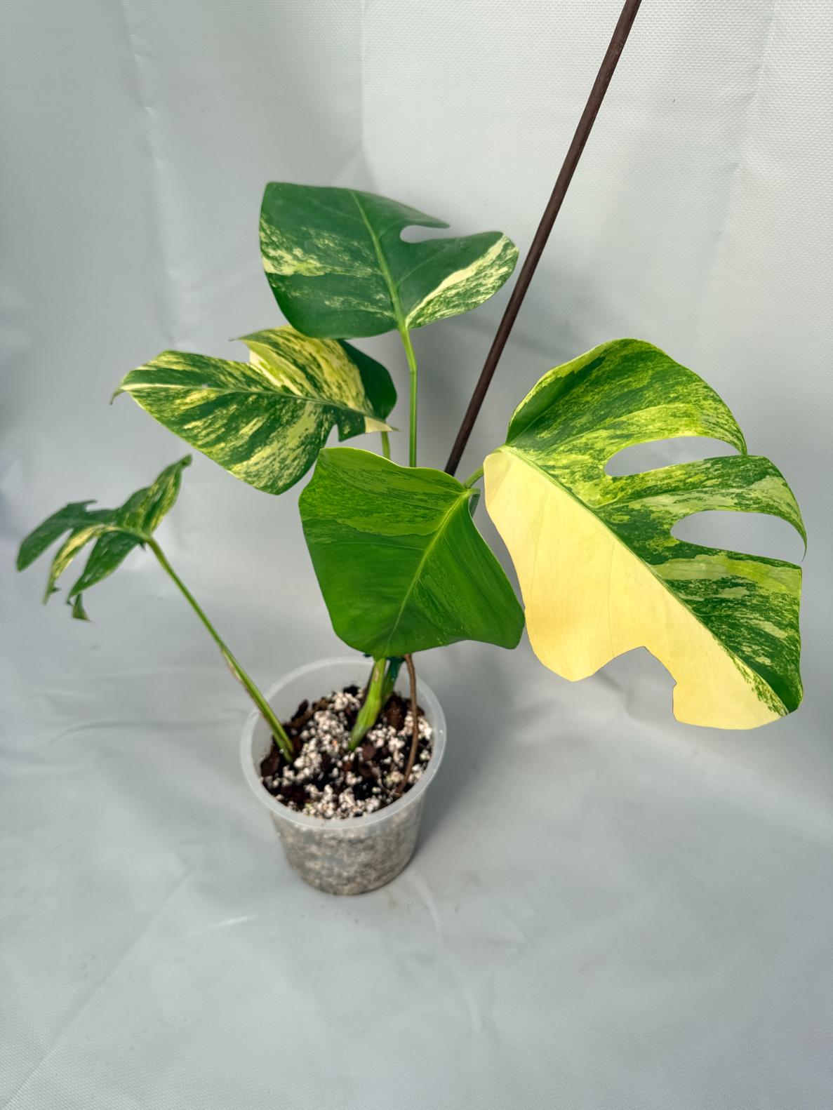 Monstera Variegata Aurea 01