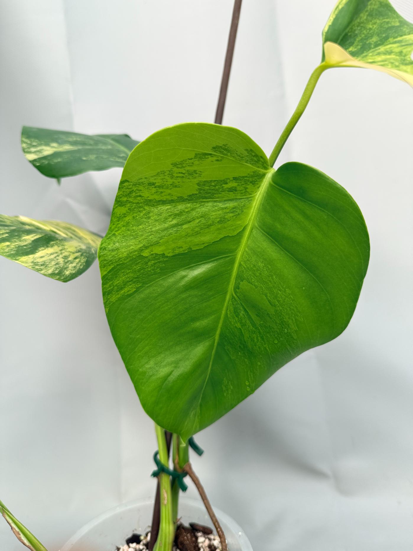 Monstera Variegata Aurea 02