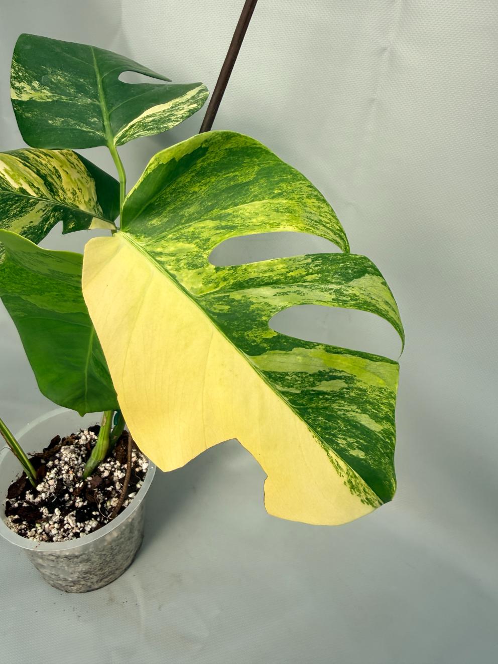Monstera Variegata Aurea 03