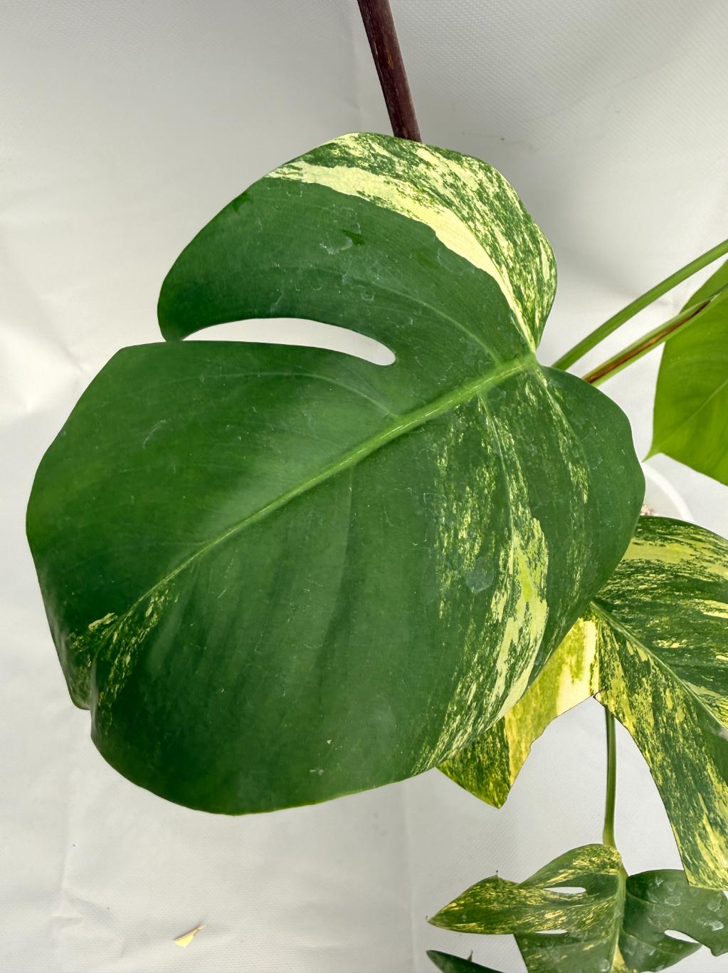 Monstera Variegata Aurea 04