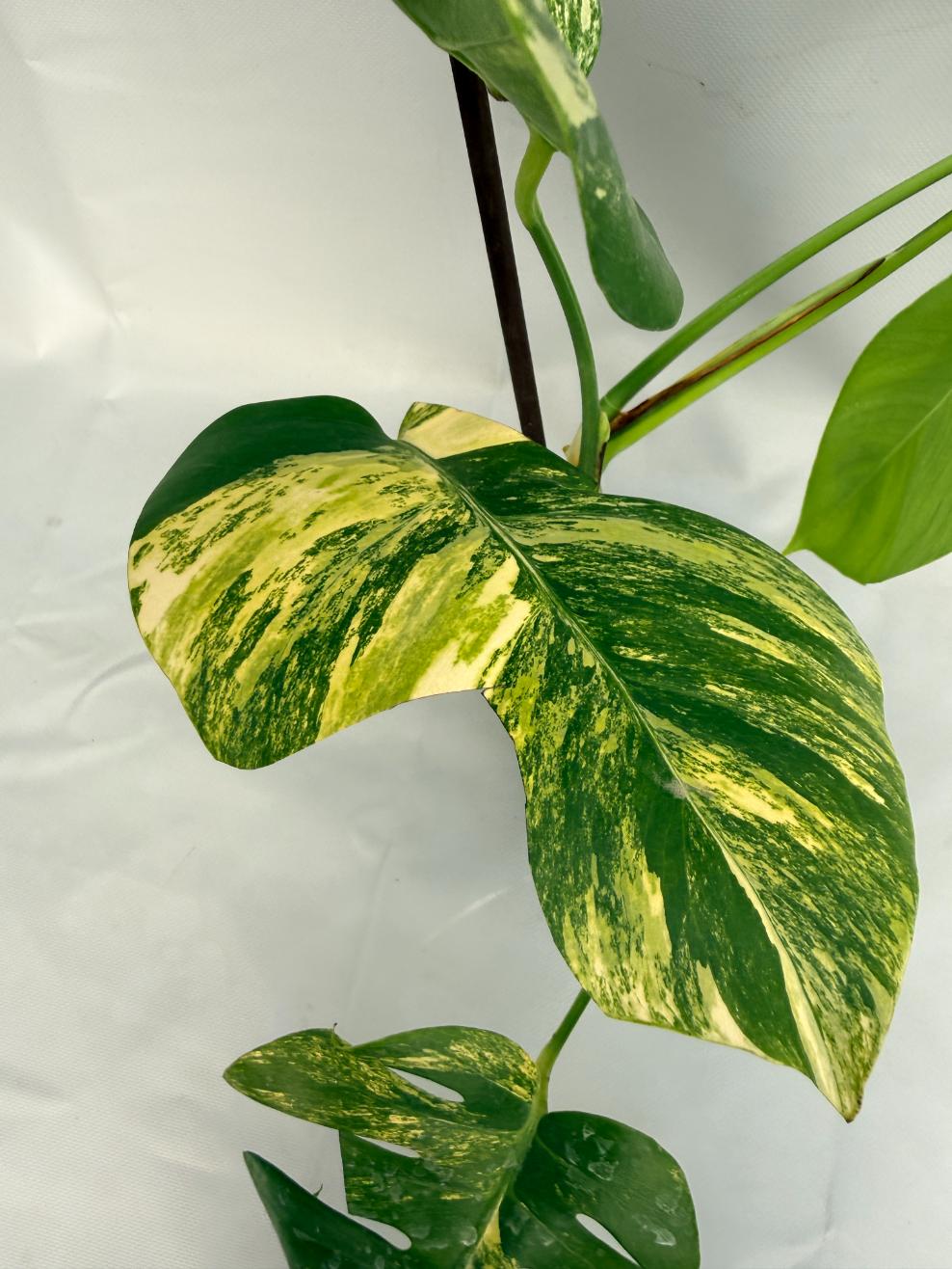 Monstera Variegata Aurea 05