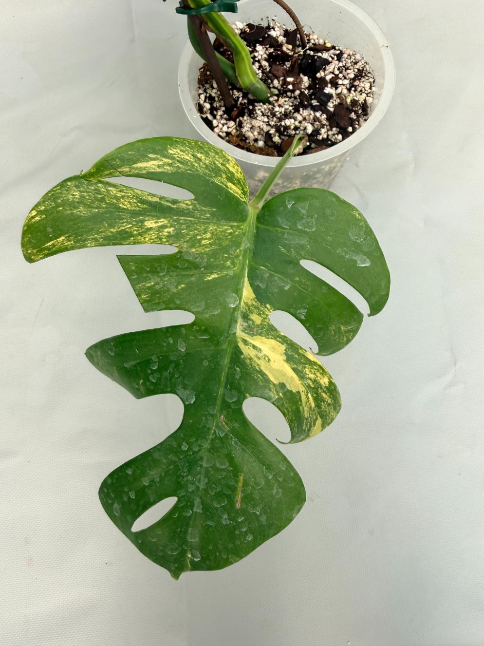 Monstera Variegata Aurea 06