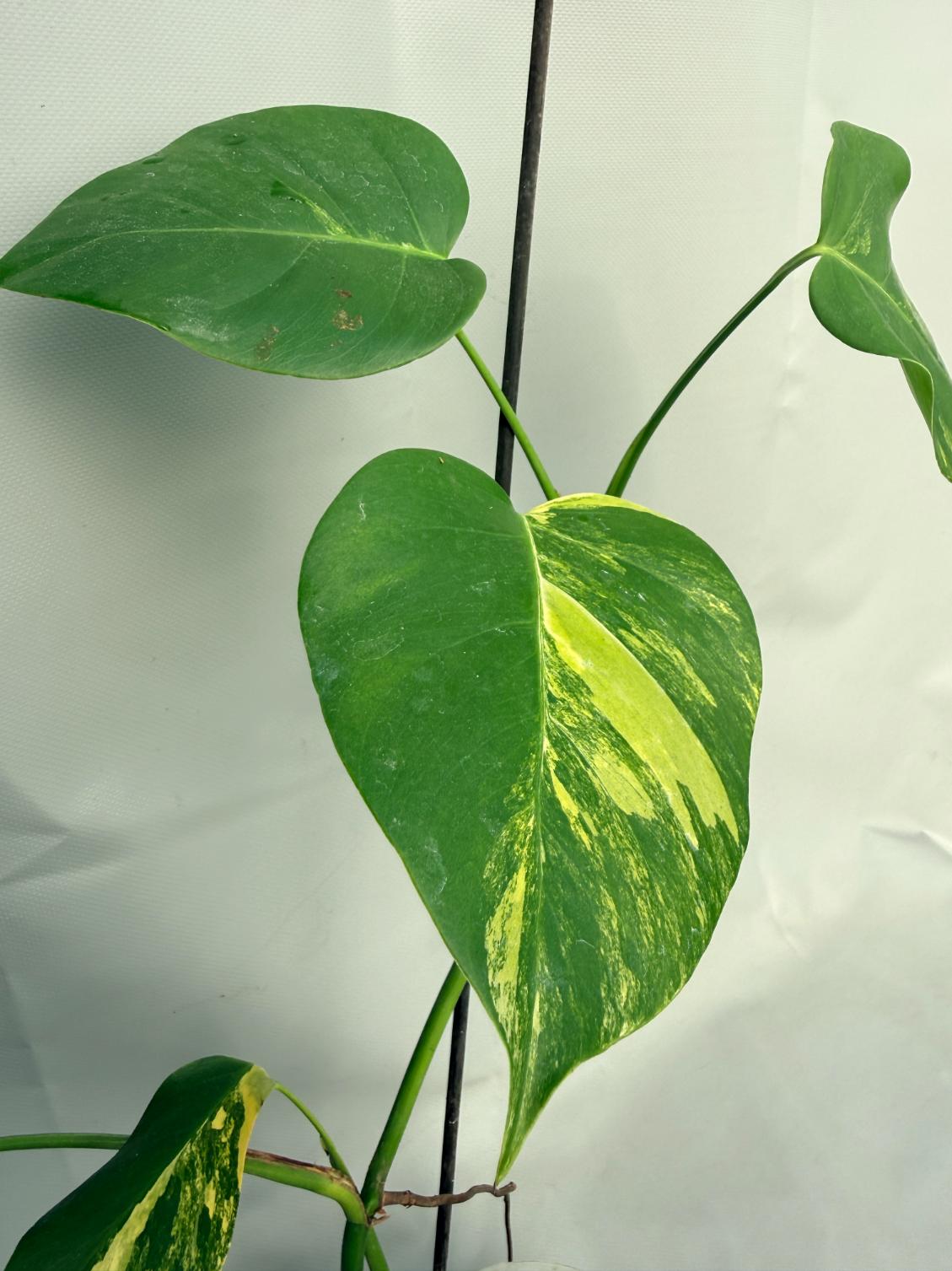 Monstera Variegata Aurea 07