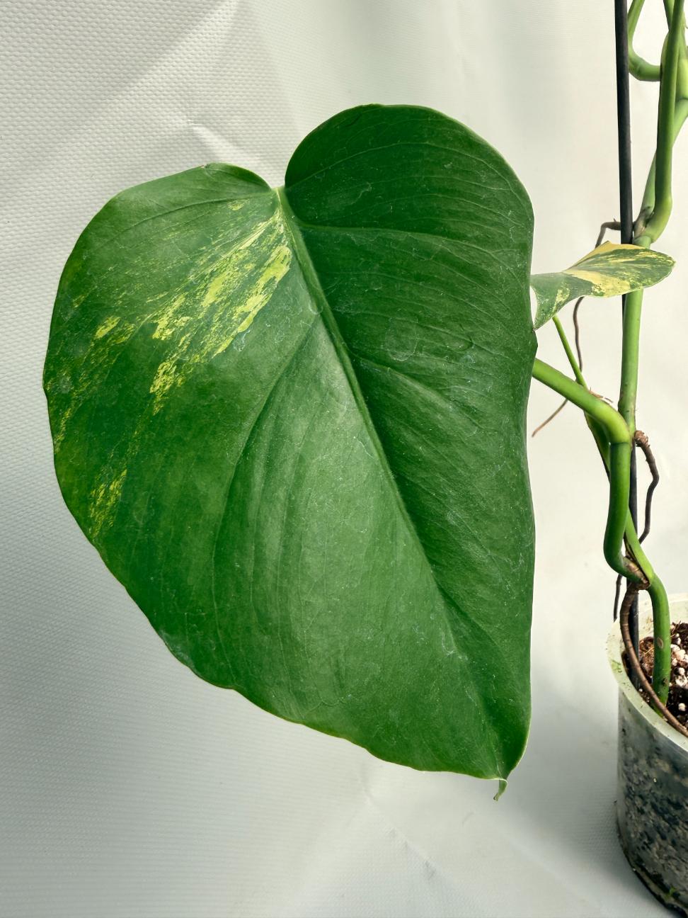 Monstera Variegata Aurea 09