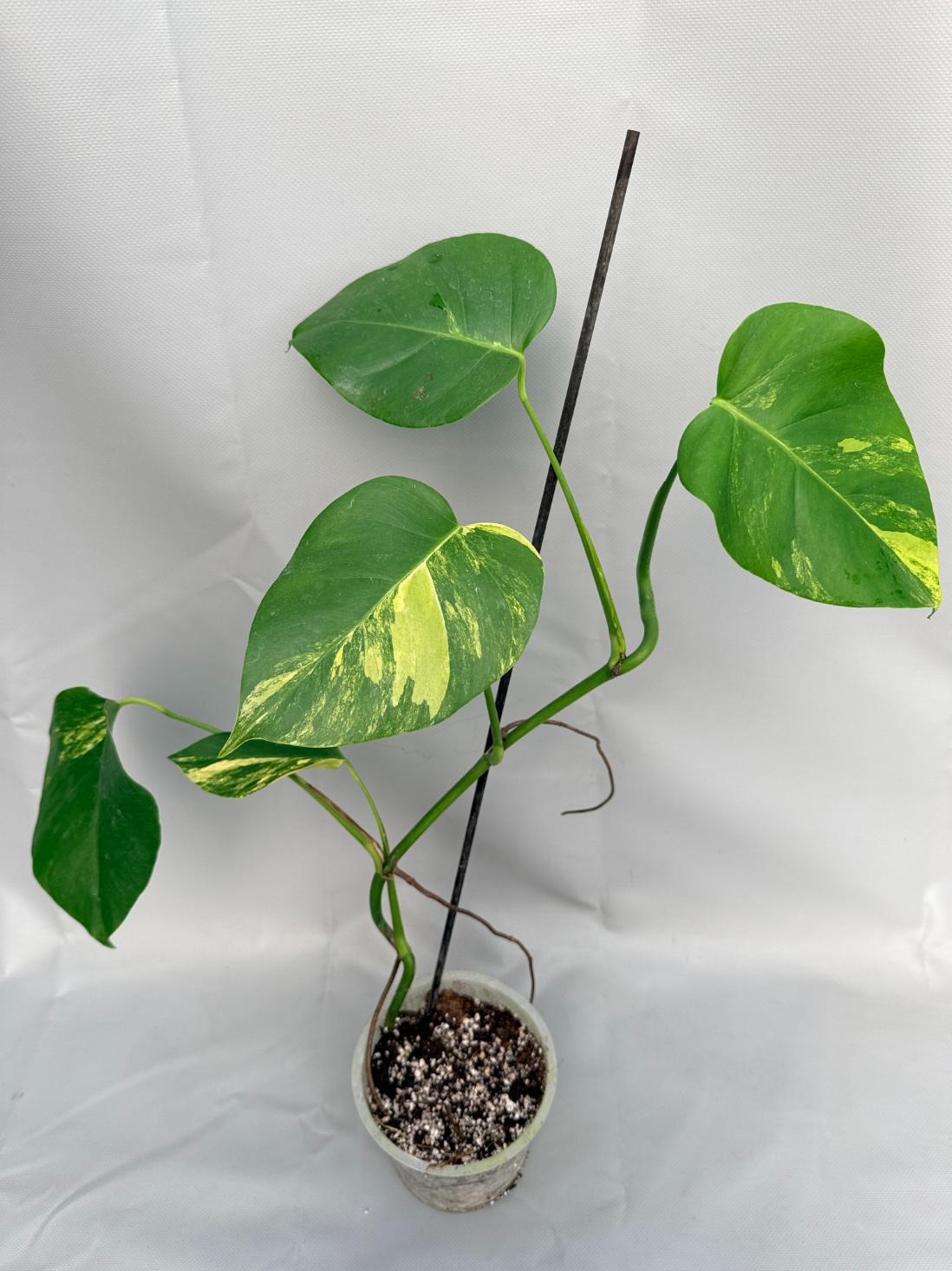Monstera Variegata Aurea 01