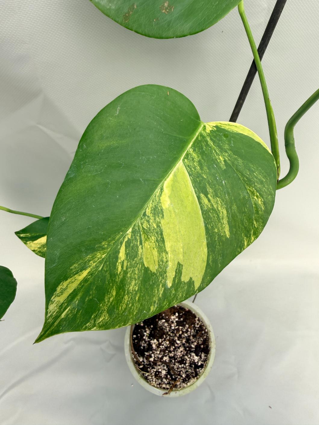 Monstera Variegata Aurea 02