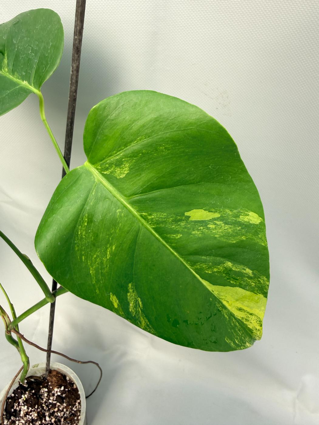 Monstera Variegata Aurea 03