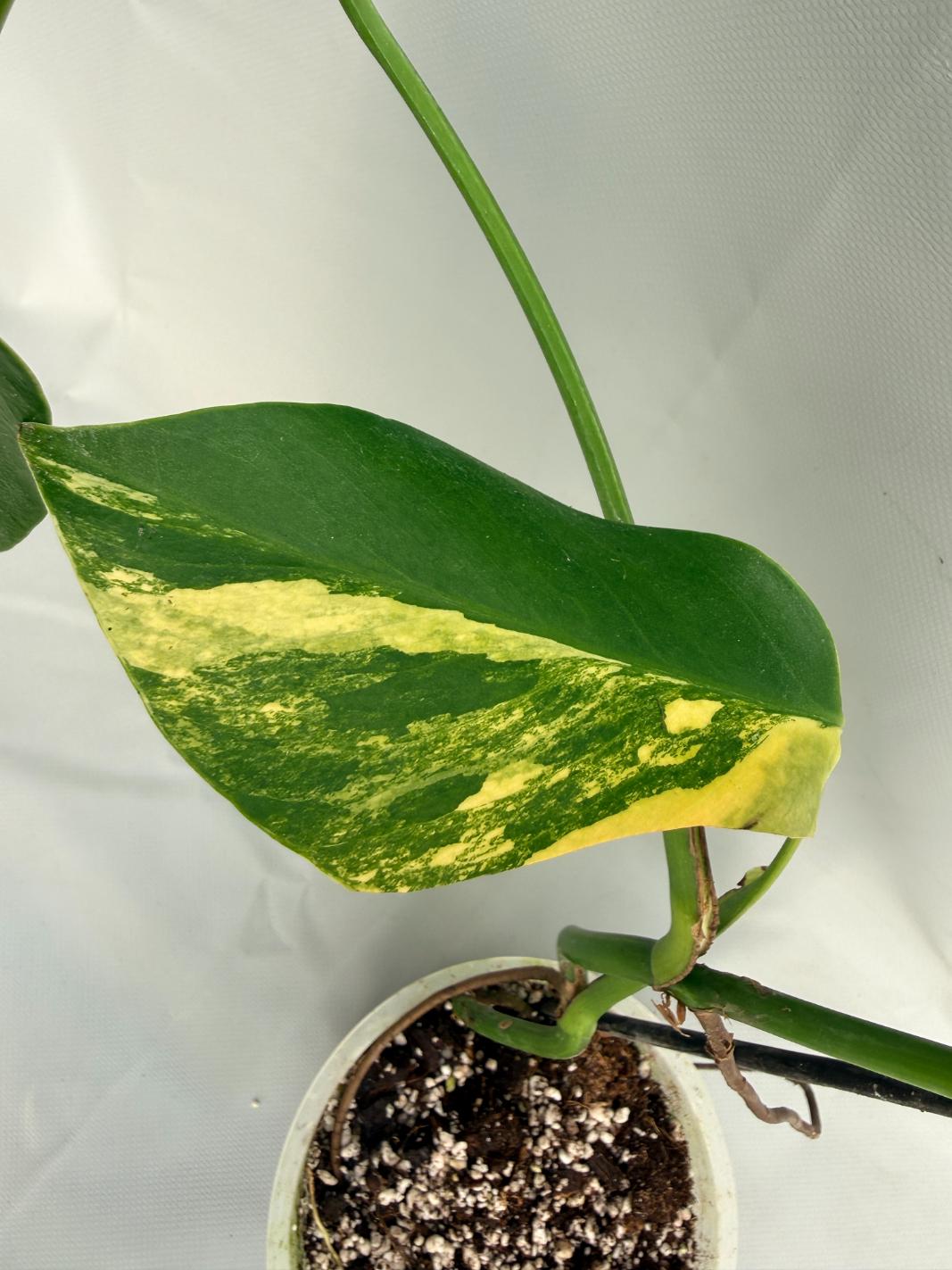 Monstera Variegata Aurea 04
