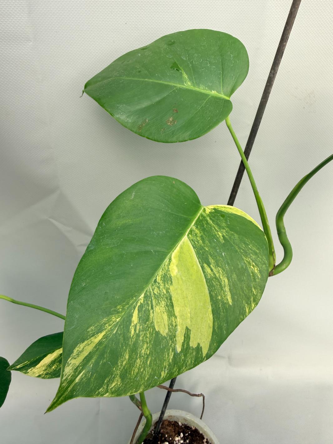 Monstera Variegata Aurea 05
