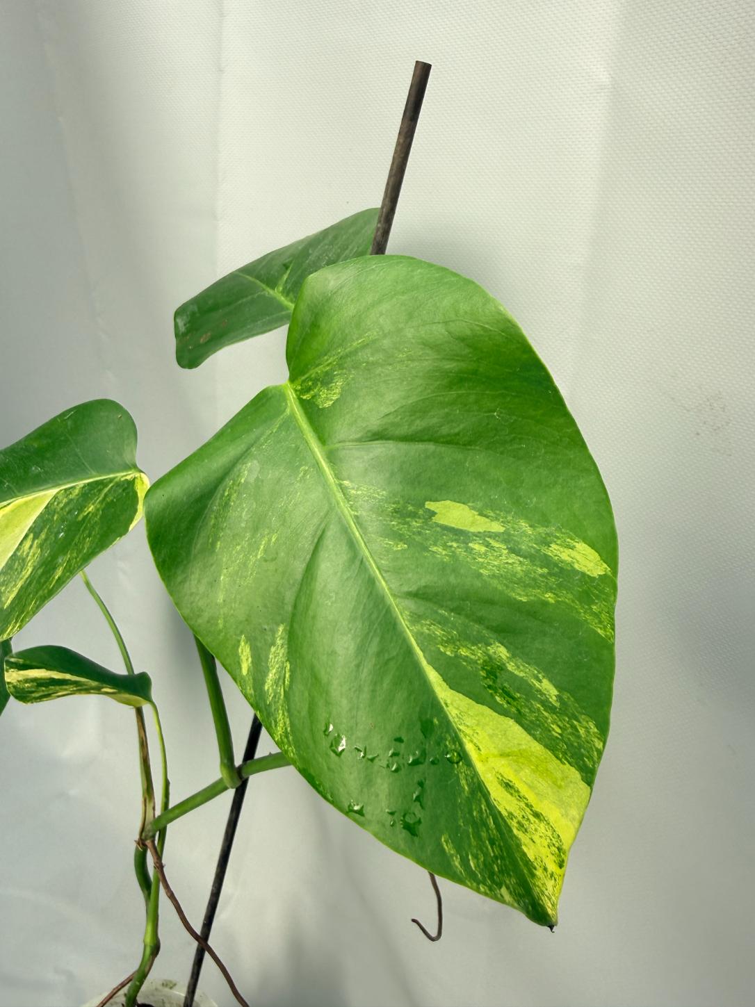 Monstera Variegata Aurea 06