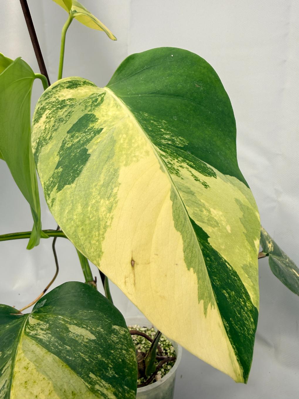 Monstera Variegata Aurea 08