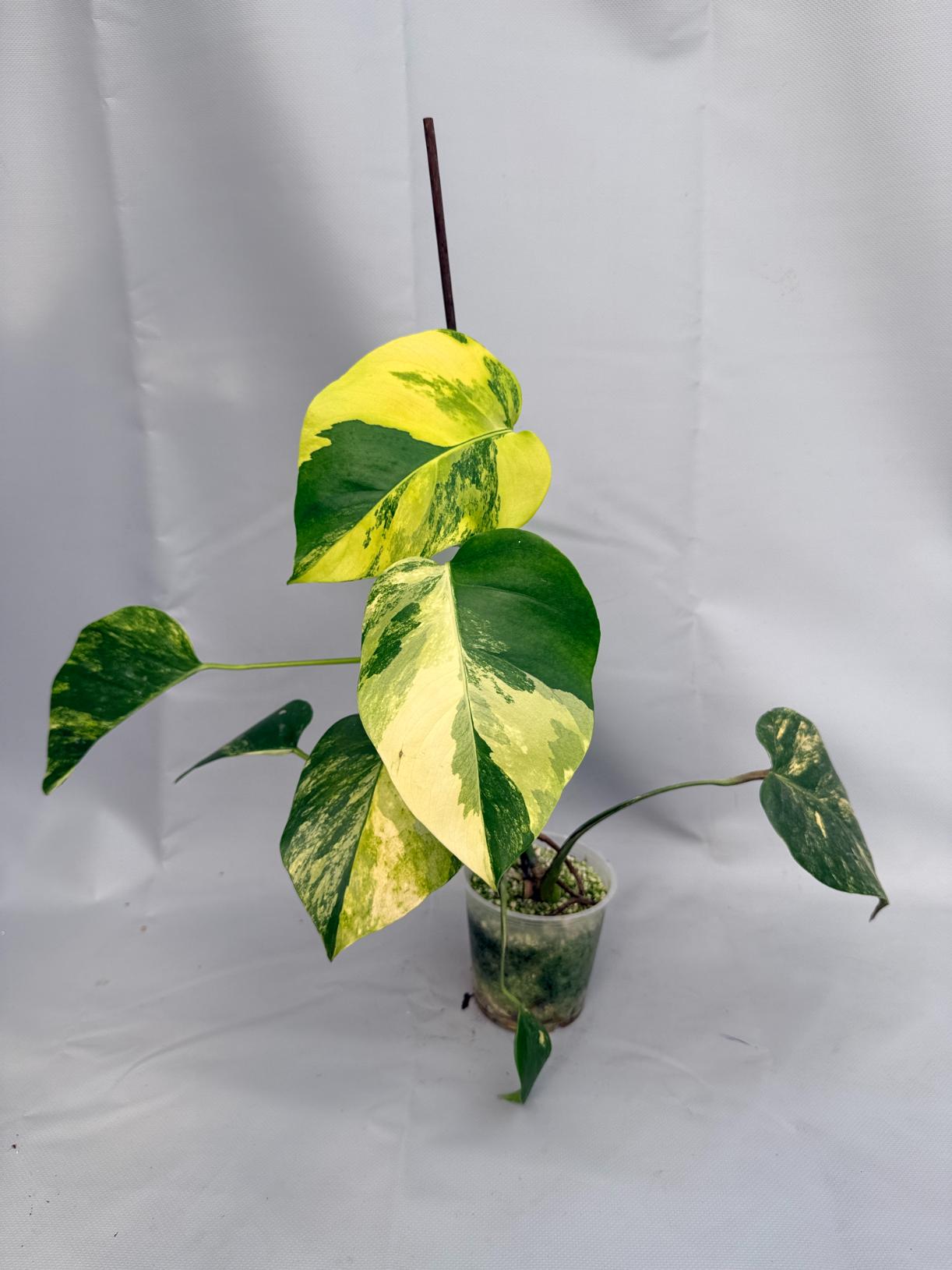 Monstera Variegata Aurea 01