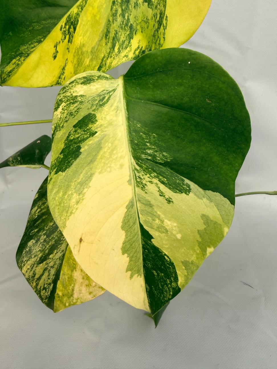 Monstera Variegata Aurea 02