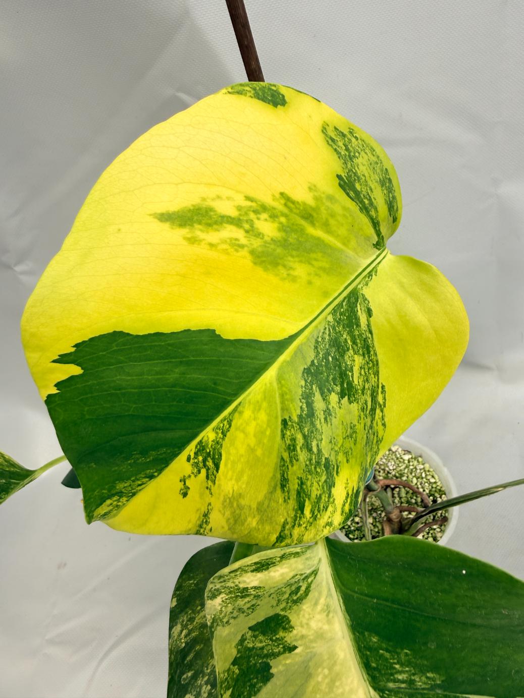 Monstera Variegata Aurea 03