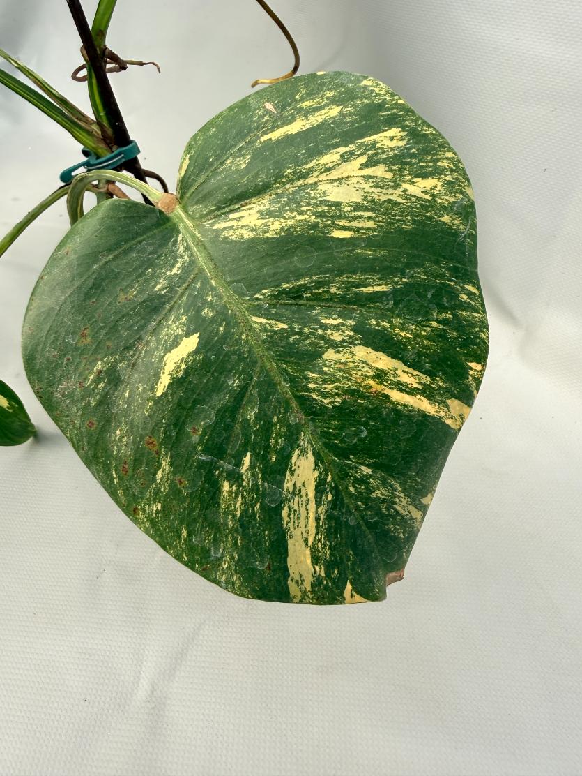 Monstera Variegata Aurea 04
