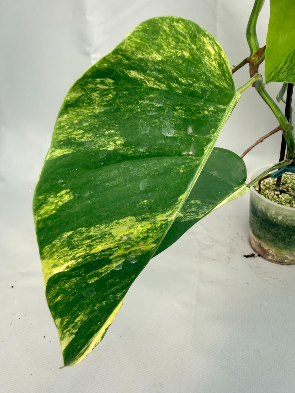 Monstera Variegata Aurea 05