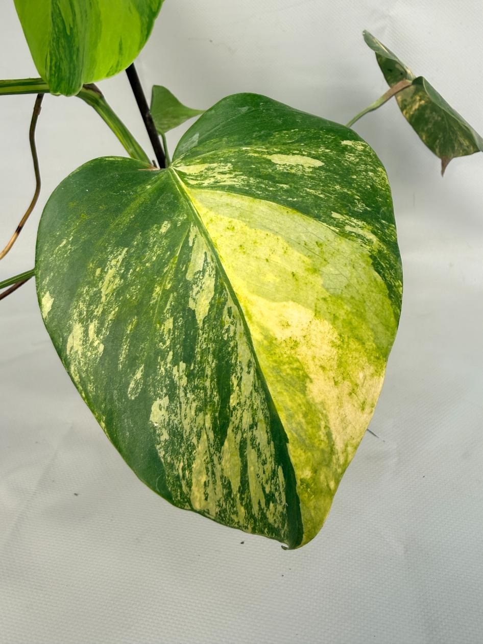 Monstera Variegata Aurea 06