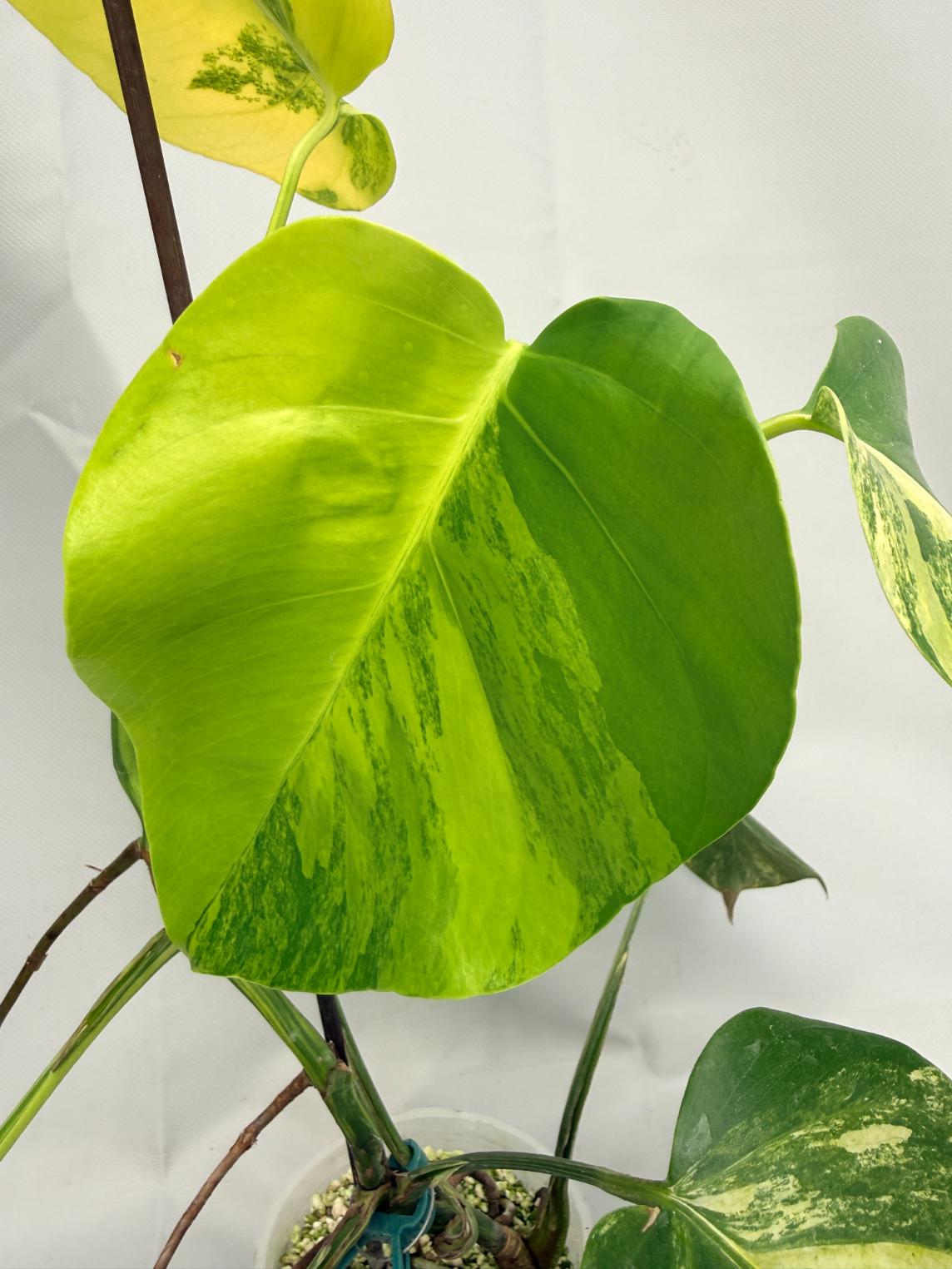 Monstera Variegata Aurea 07