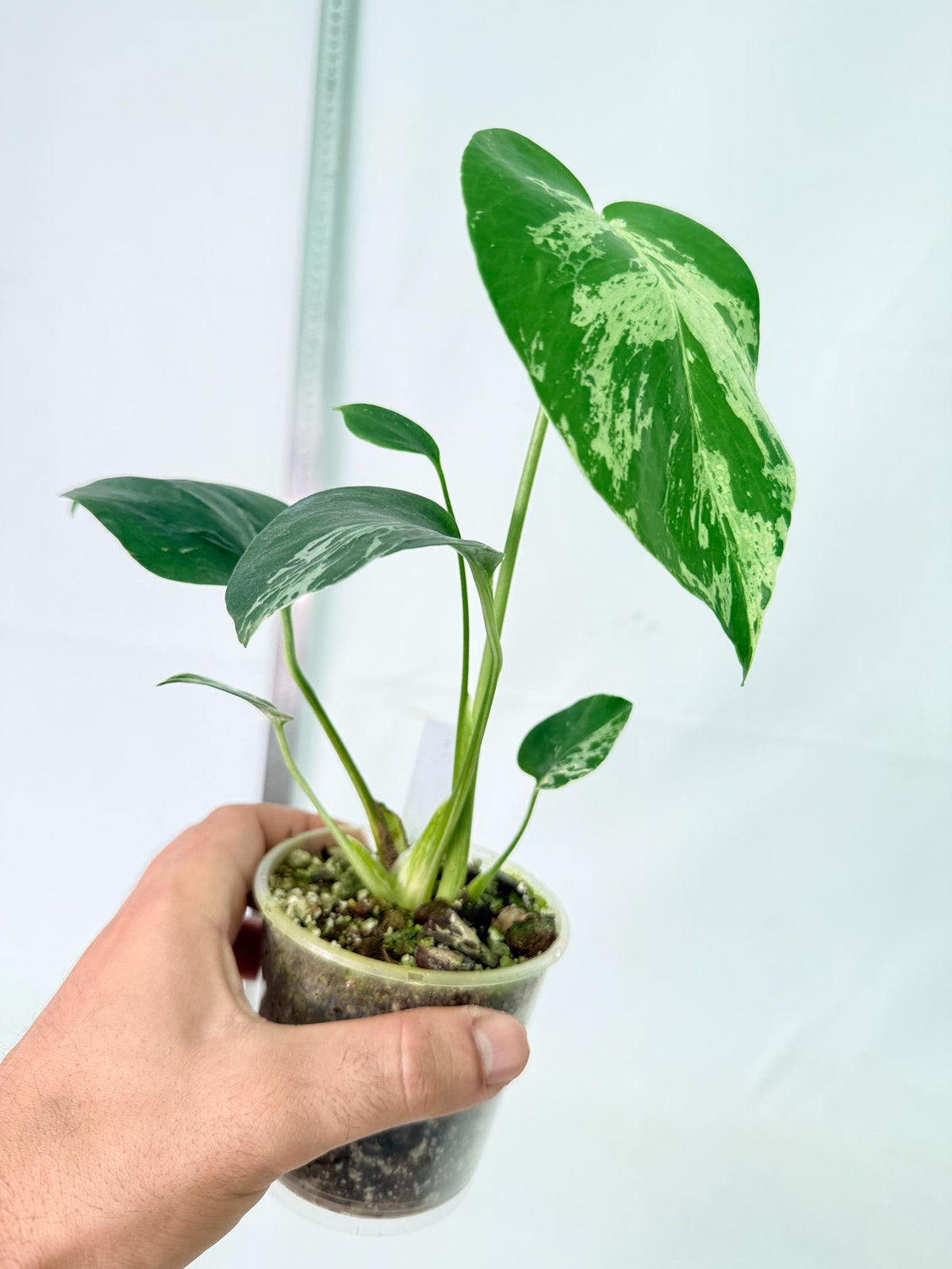 Monstera Bulbasaur 6