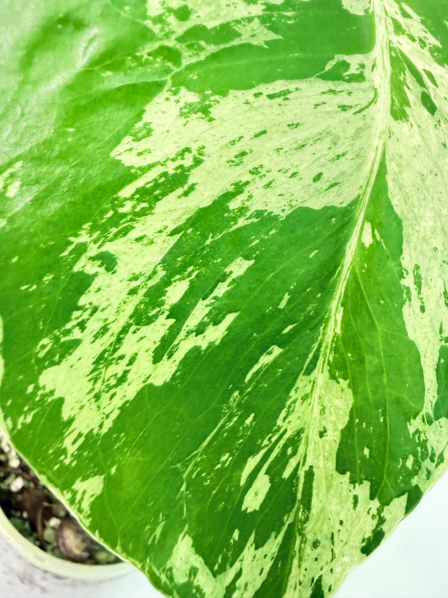 Monstera Bulbasaur 9