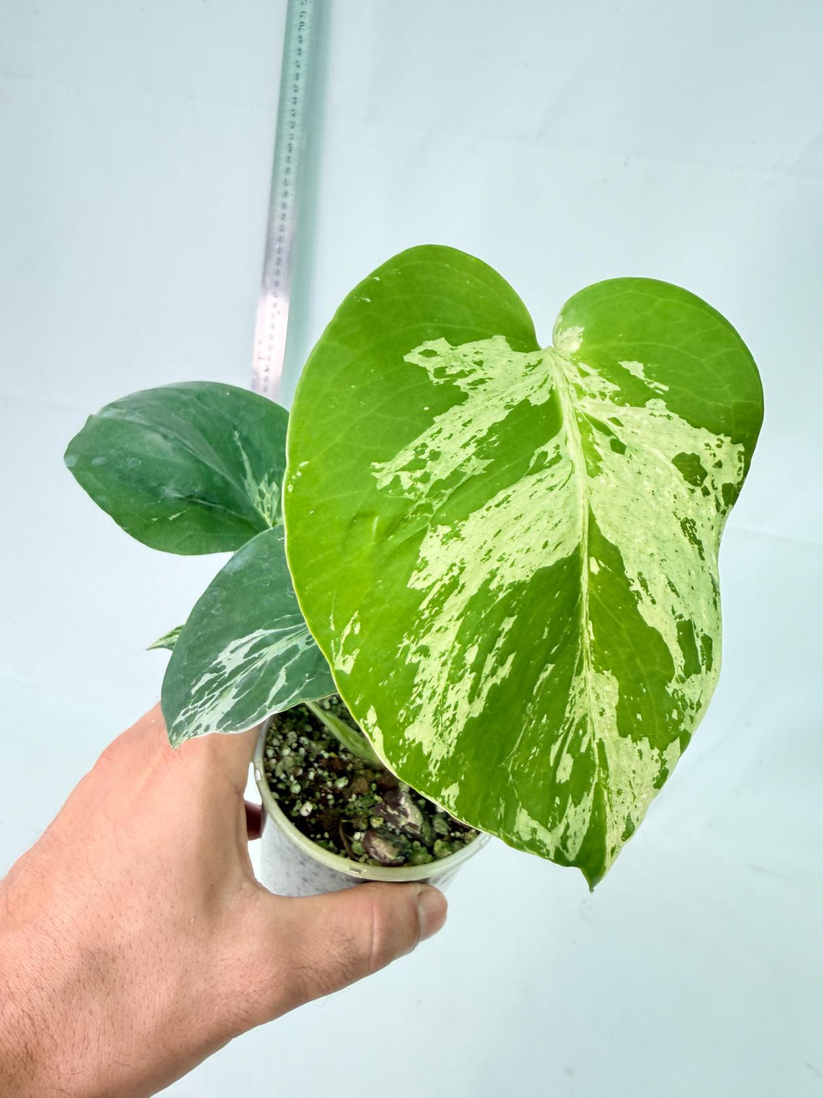 Monstera Bulbasaur 10