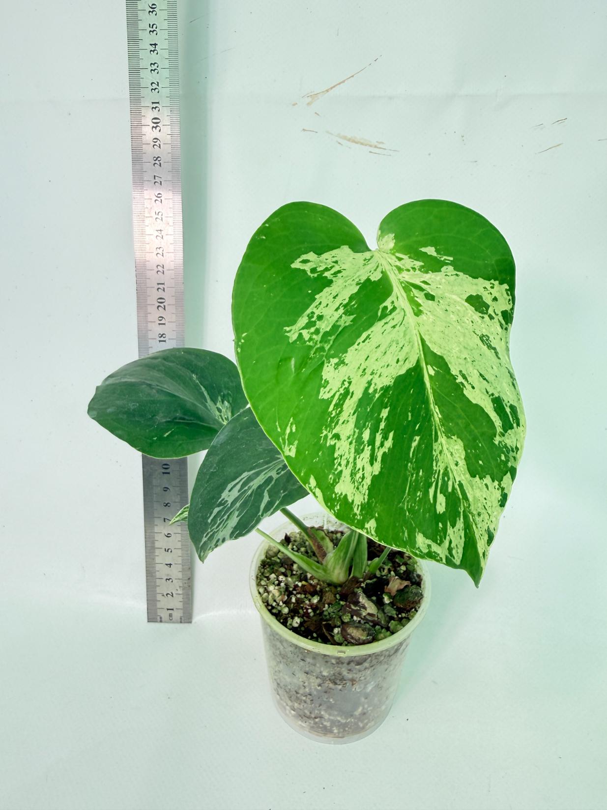 Monstera Bulbasaur 3