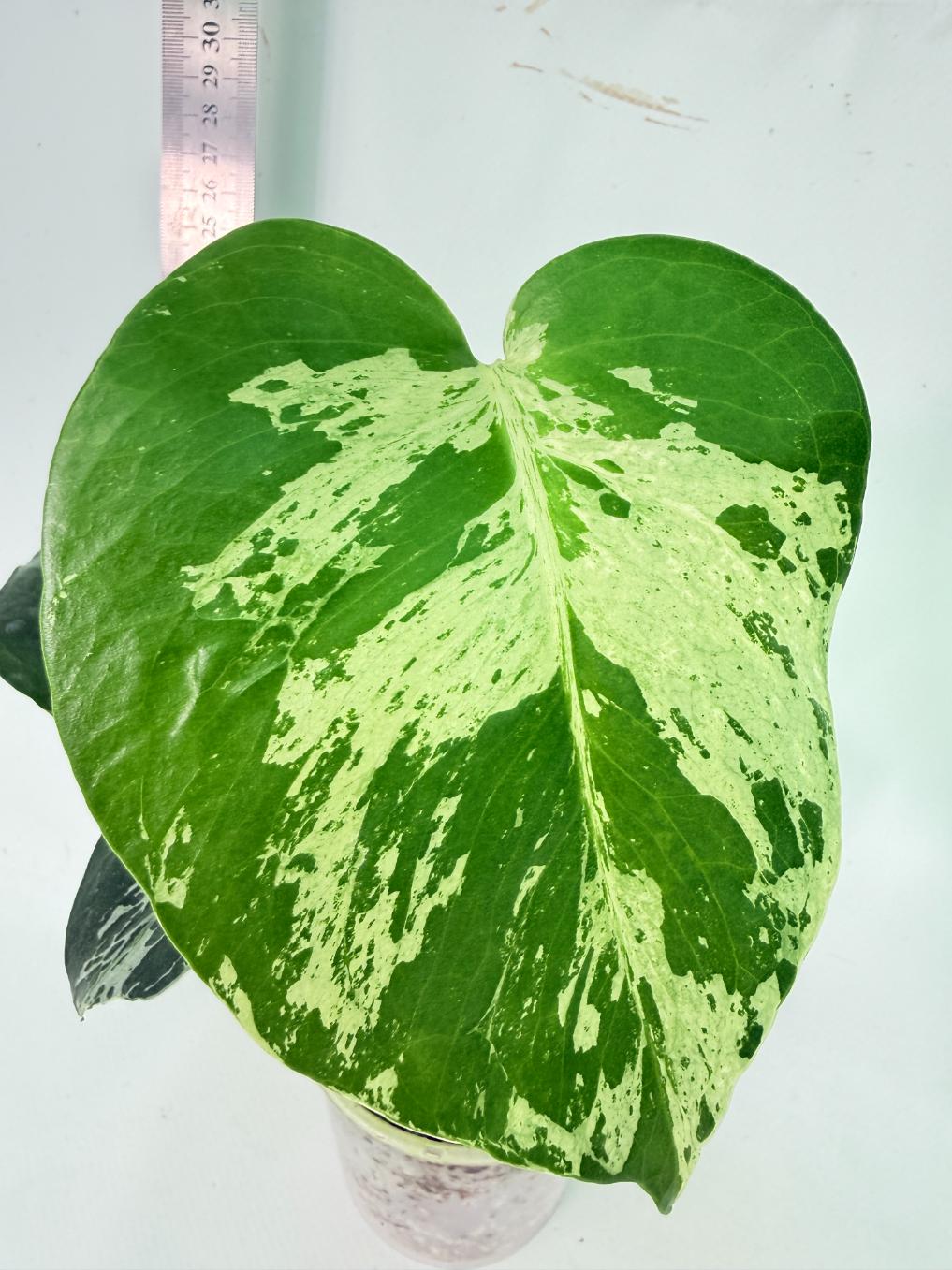 Monstera Bulbasaur 5