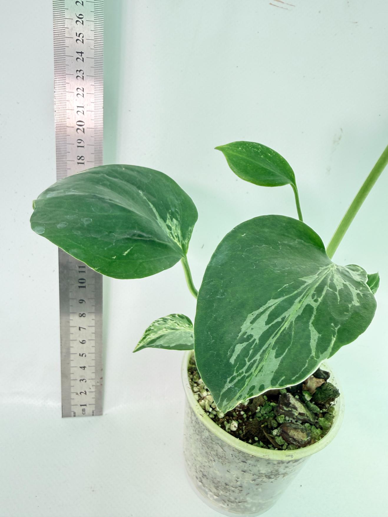 Monstera Bulbasaur 8