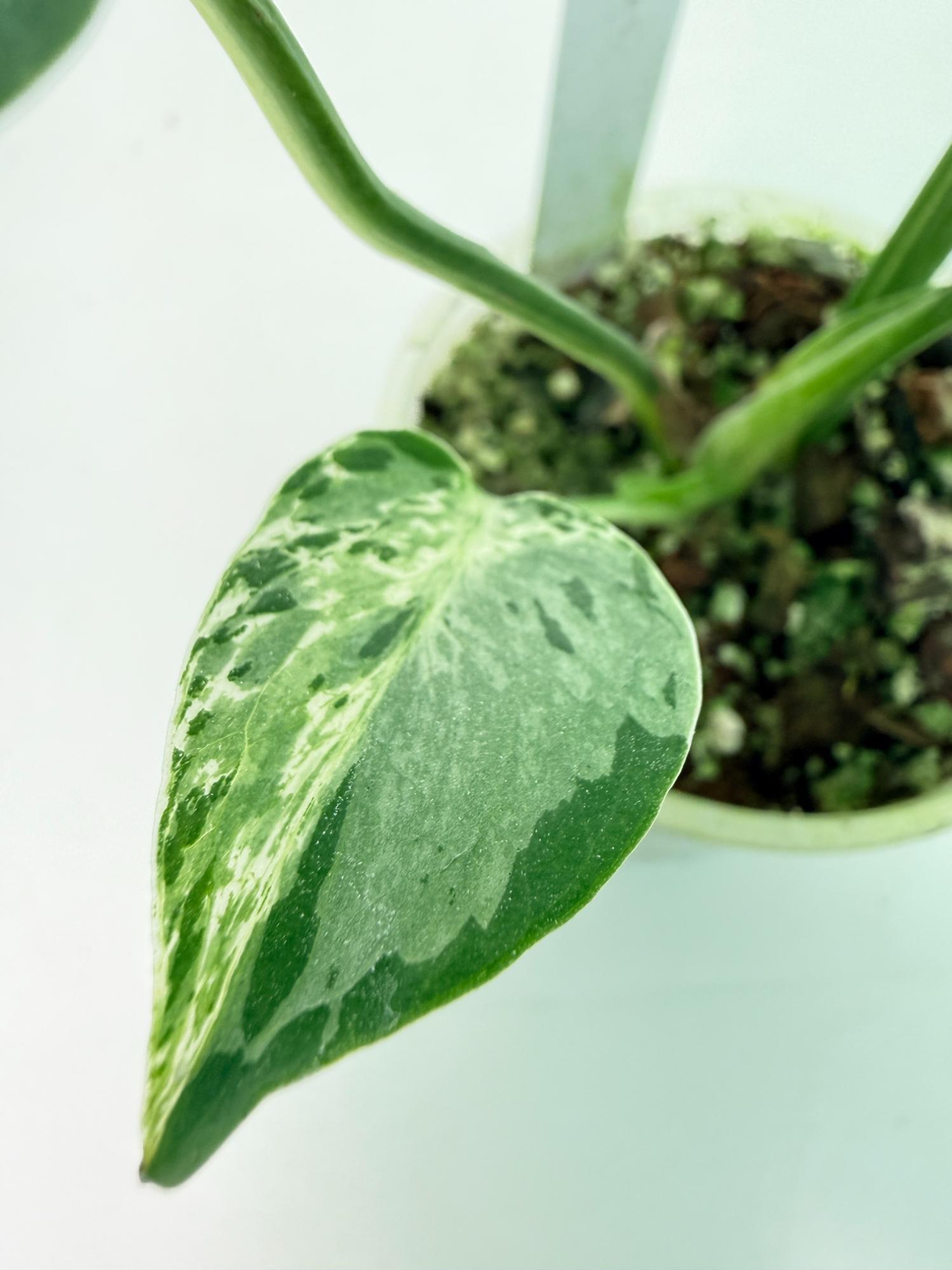 Monstera Bulbasaur 4