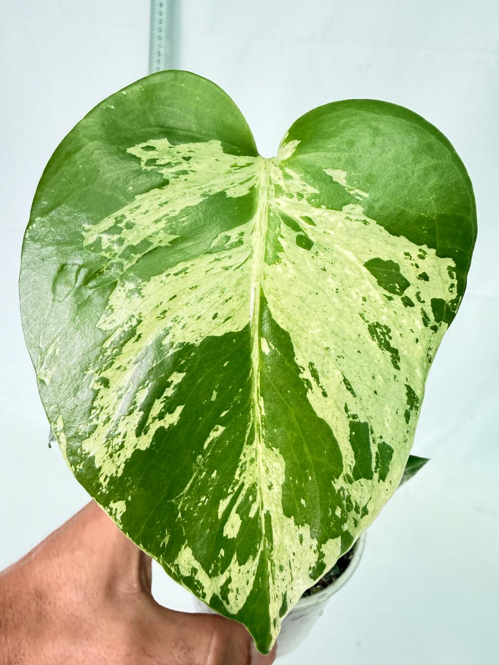 Monstera Bulbasaur 1