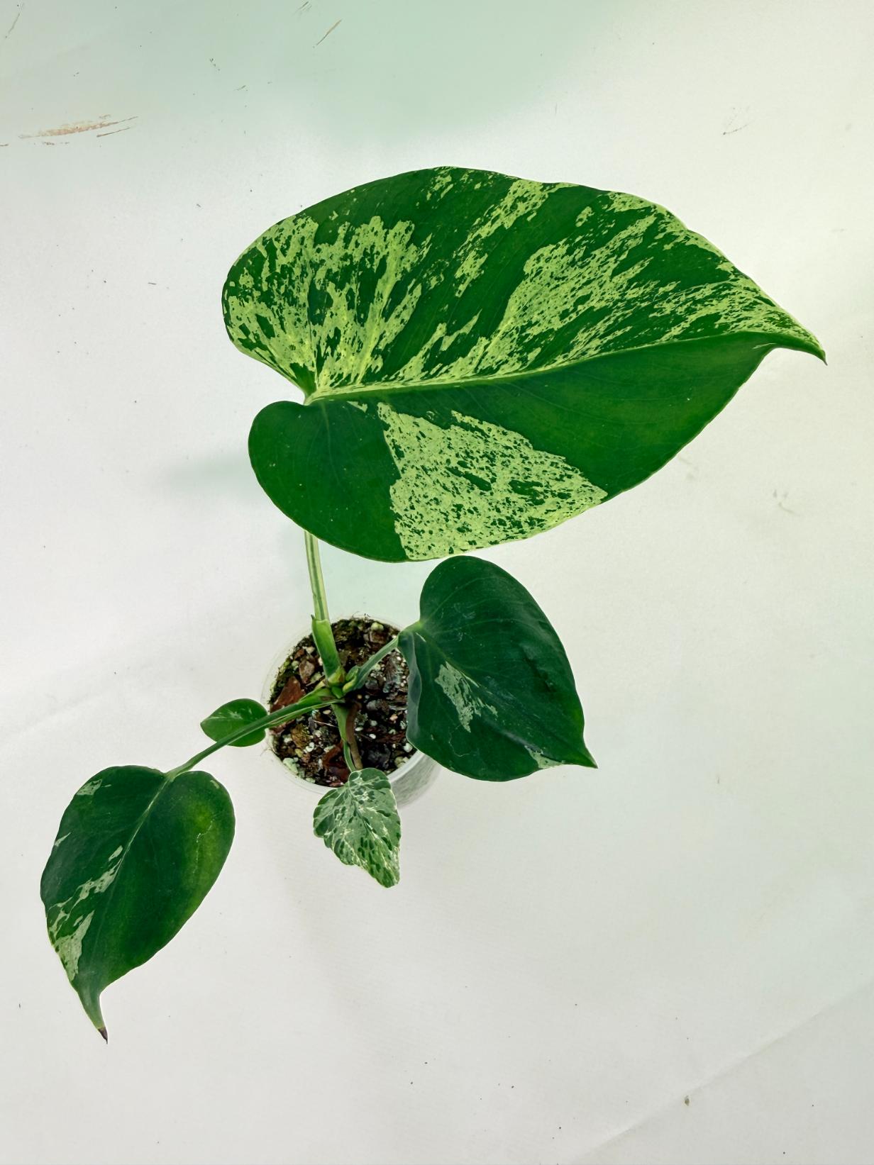 Monstera Bulbasaur 10