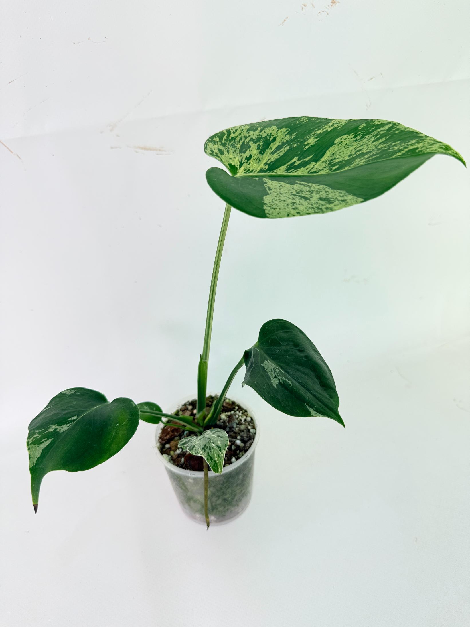 Monstera Bulbasaur 11