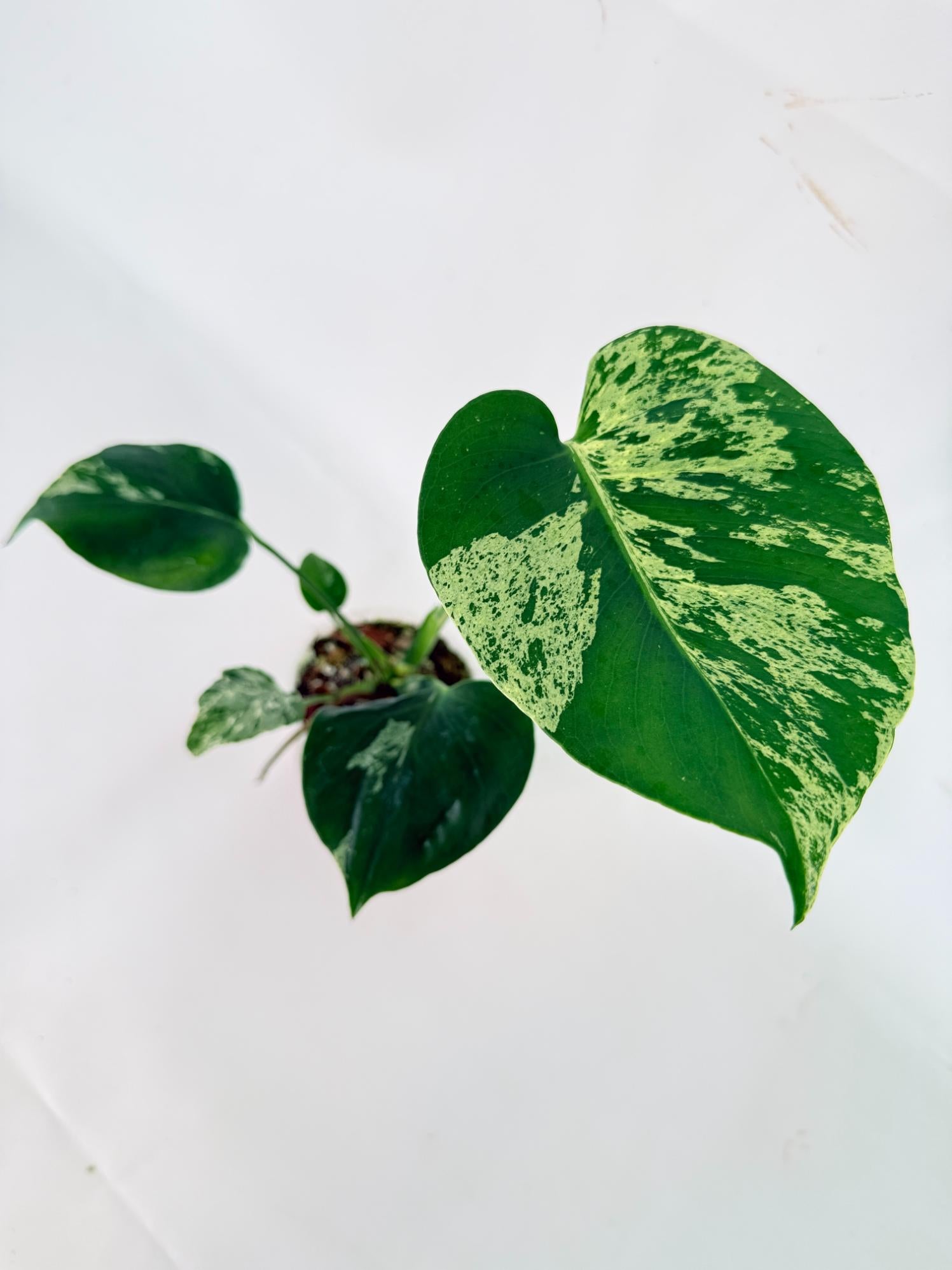 Monstera Bulbasaur 03